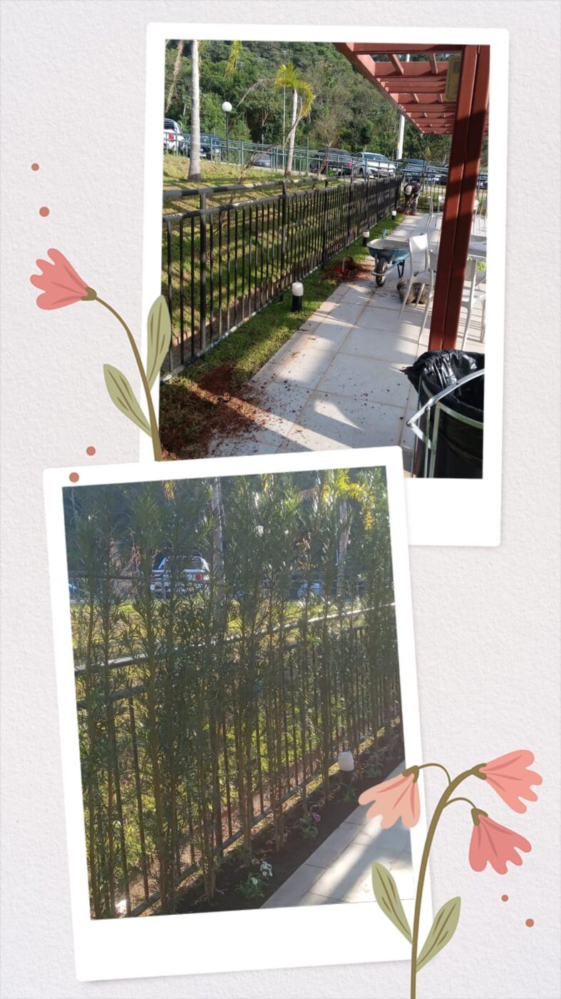 Antes e depois de grama-amendoim em Taboão da Serra