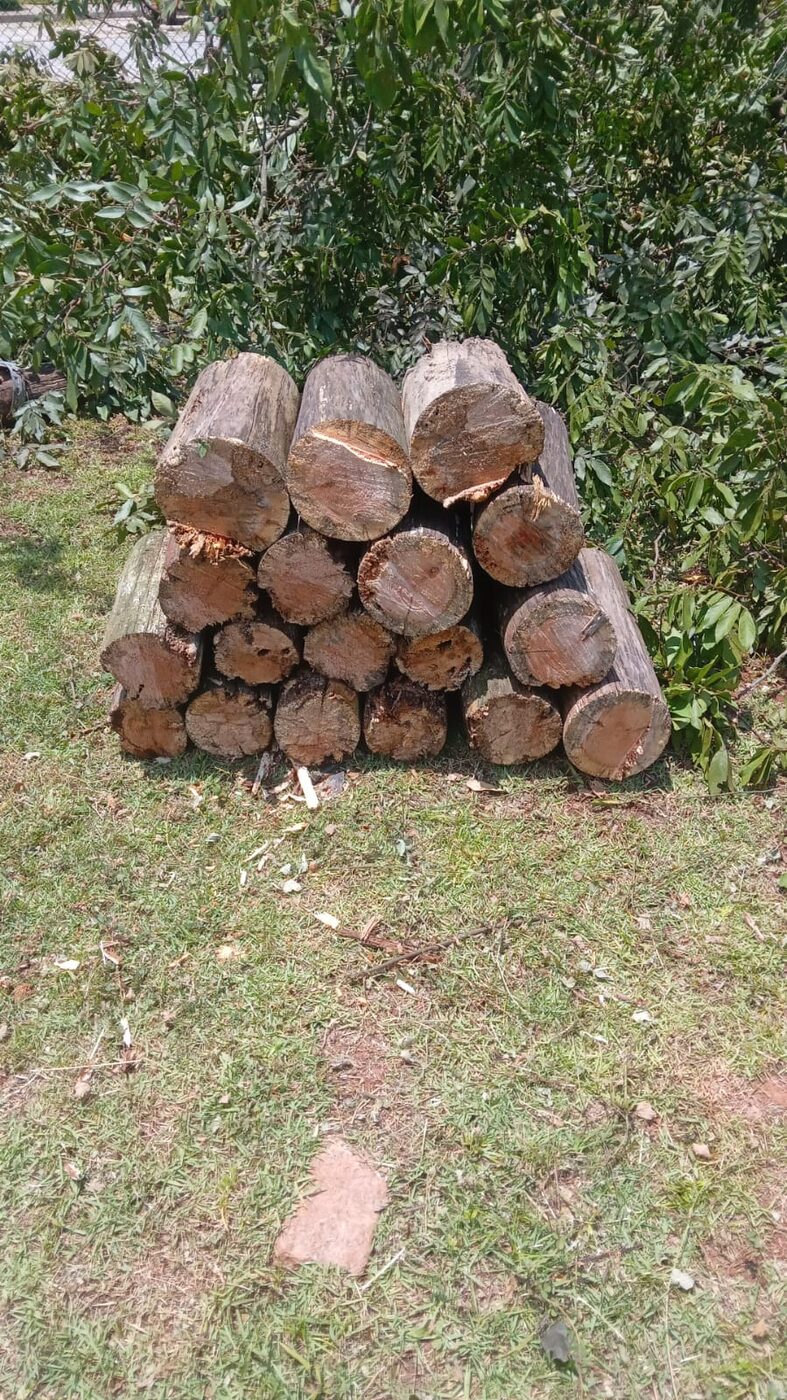 Matar trepadeira no Butantã: resultado do serviço