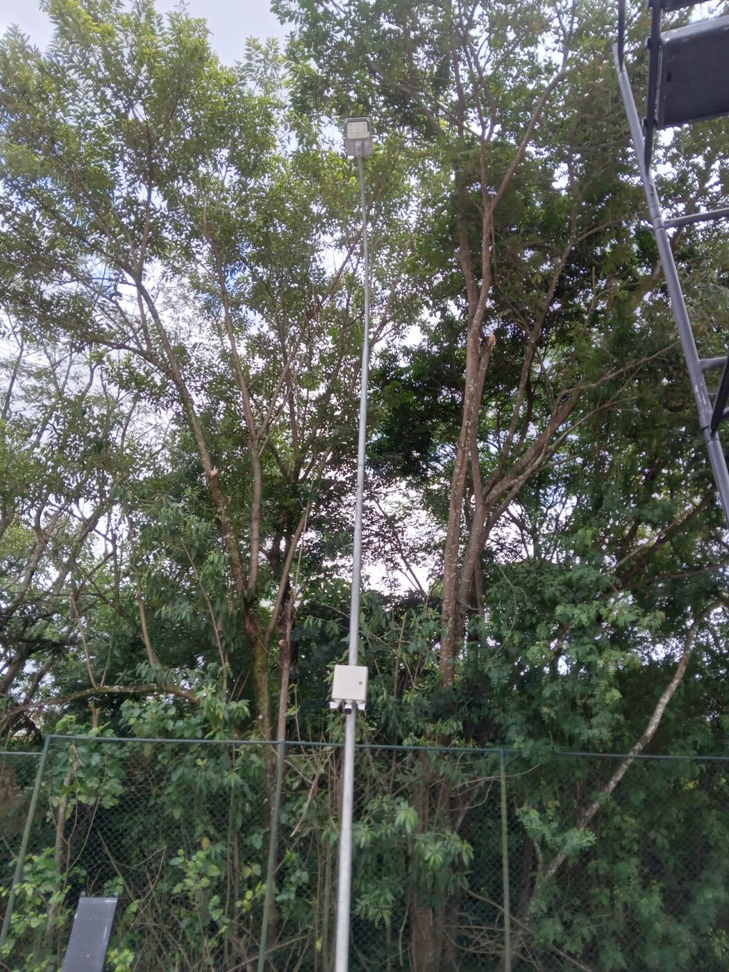 Equipe fazendo poda de árvores em Alphaville