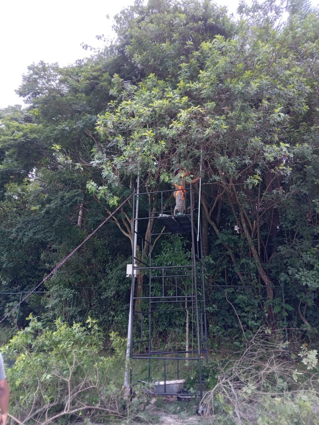 Poda de árvores na Cidade Jardim: resultado do serviço