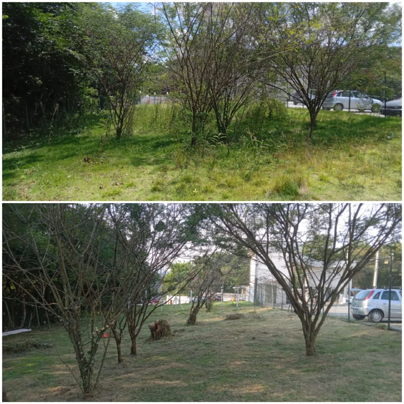 Poda de cerca-viva em São Caetano do Sul em imóvel residencial