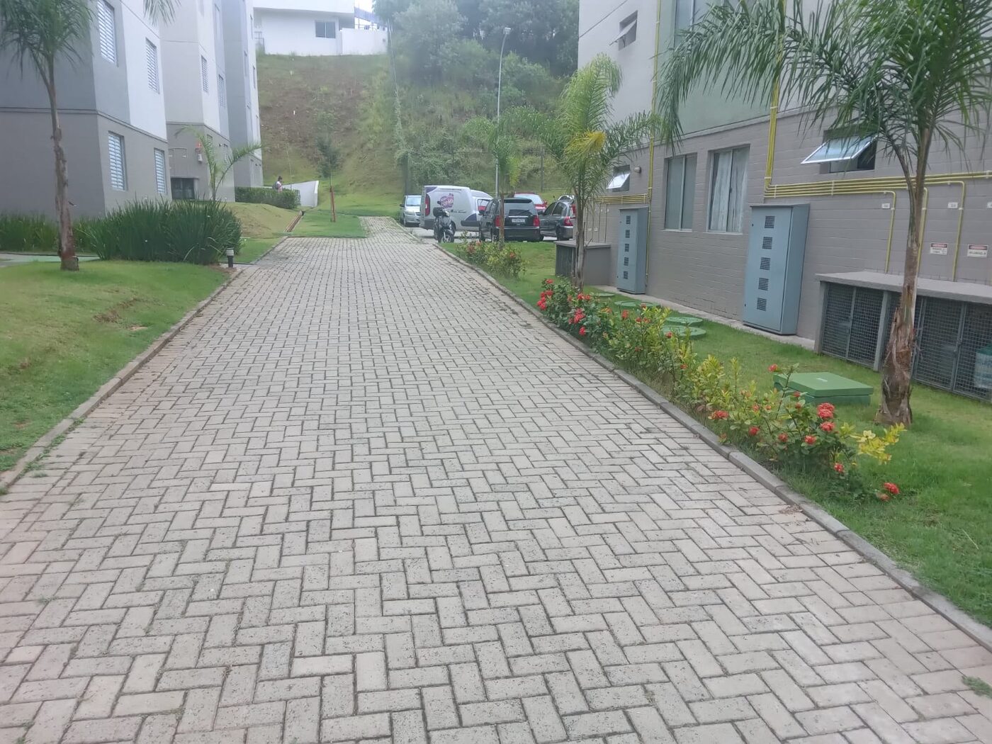 Poda de unha-de-gato em Taboão da Serra: resultado do serviço
