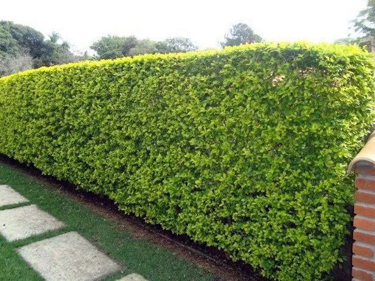 Detalhe do acabamento de roçagem de terreno na Mooca